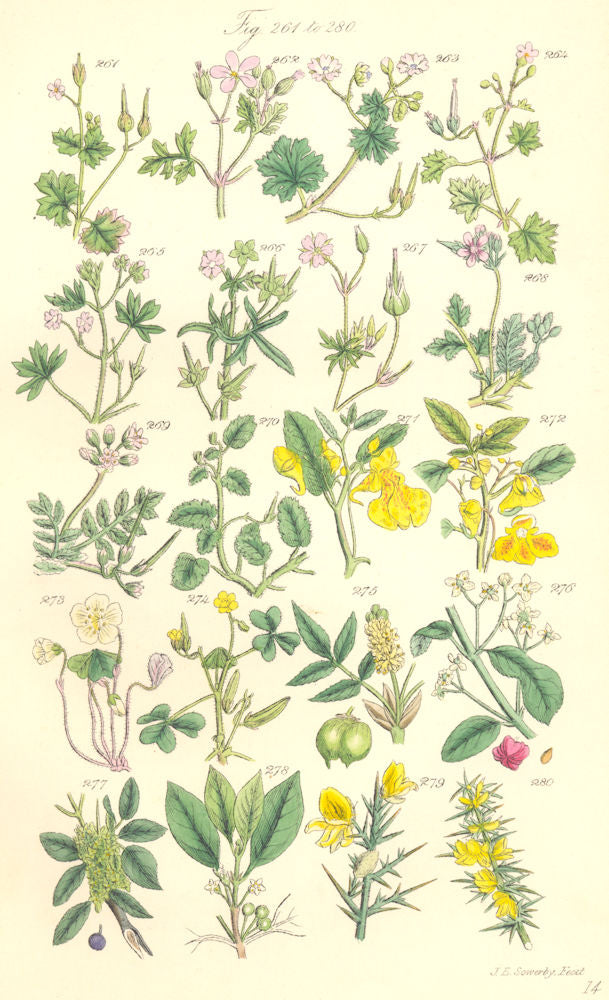 WILD FLOWERS. Balsam Sorrel Shamrock Spindle-tree Buckthorn Furze. SOWERBY 1890